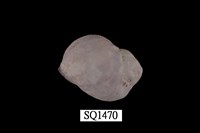 藏品(紫口珊瑚螺)的圖片